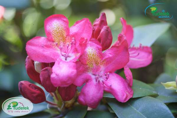 Rhododendron Junifeuer